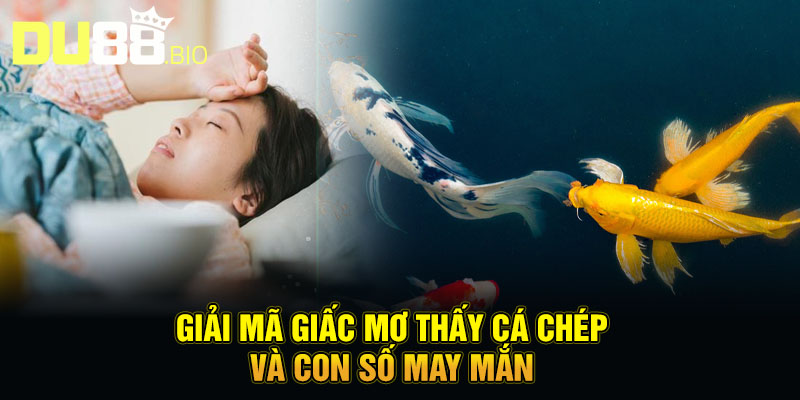 Giải mã giấc mơ thấy cá chép và con số may mắn