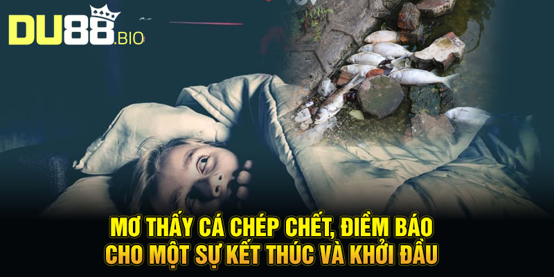 Mơ thấy cá chép chết, điềm báo cho một sự kết thúc và khởi đầu