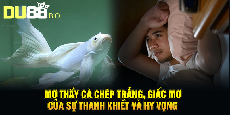 Mơ thấy cá chép trắng, giấc mơ của sự thanh khiết và hy vọng